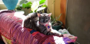 Happy cat sunbathing after visiting the veterinarian in Sandy Springs, GA