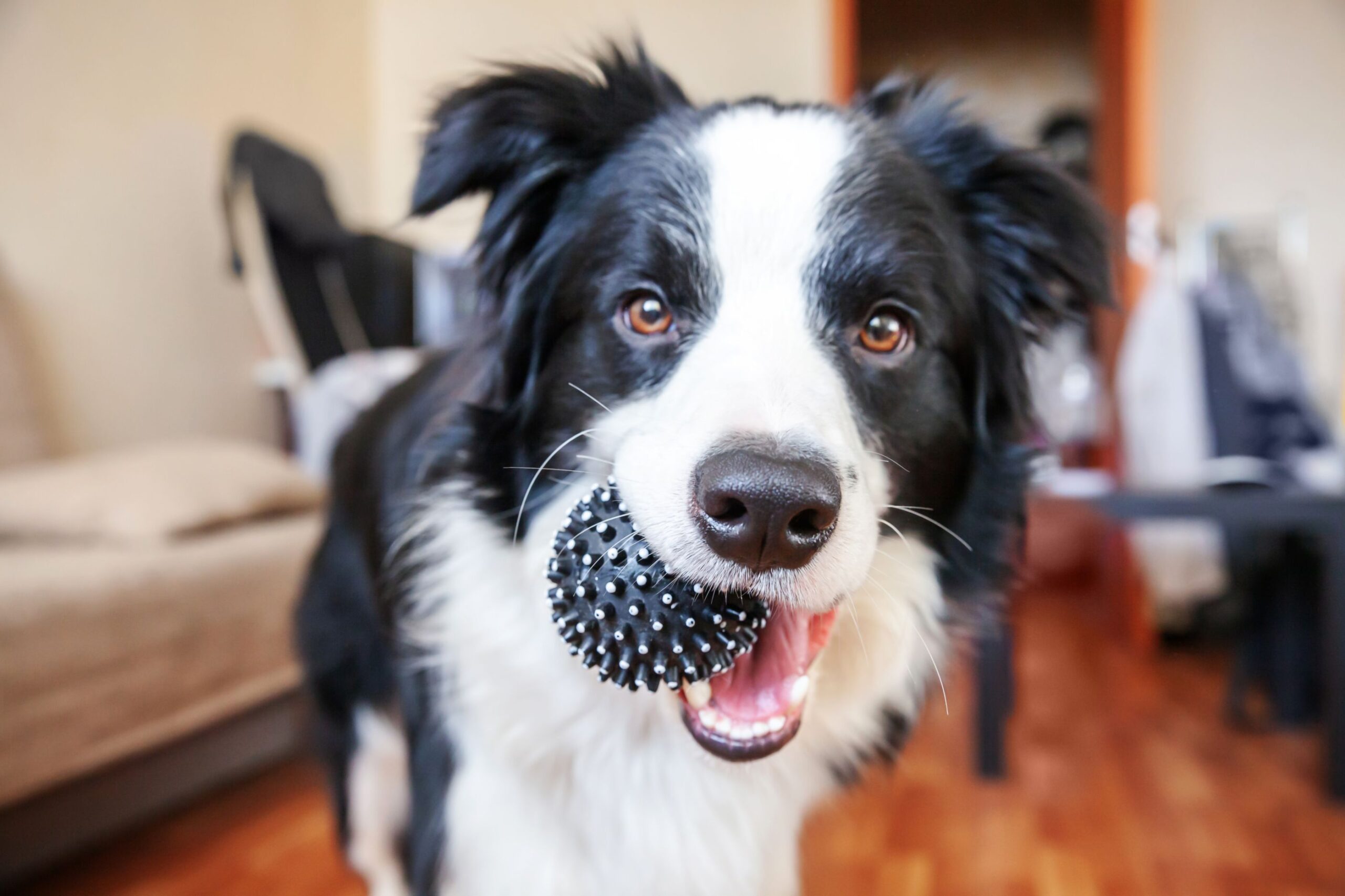 Border Collie