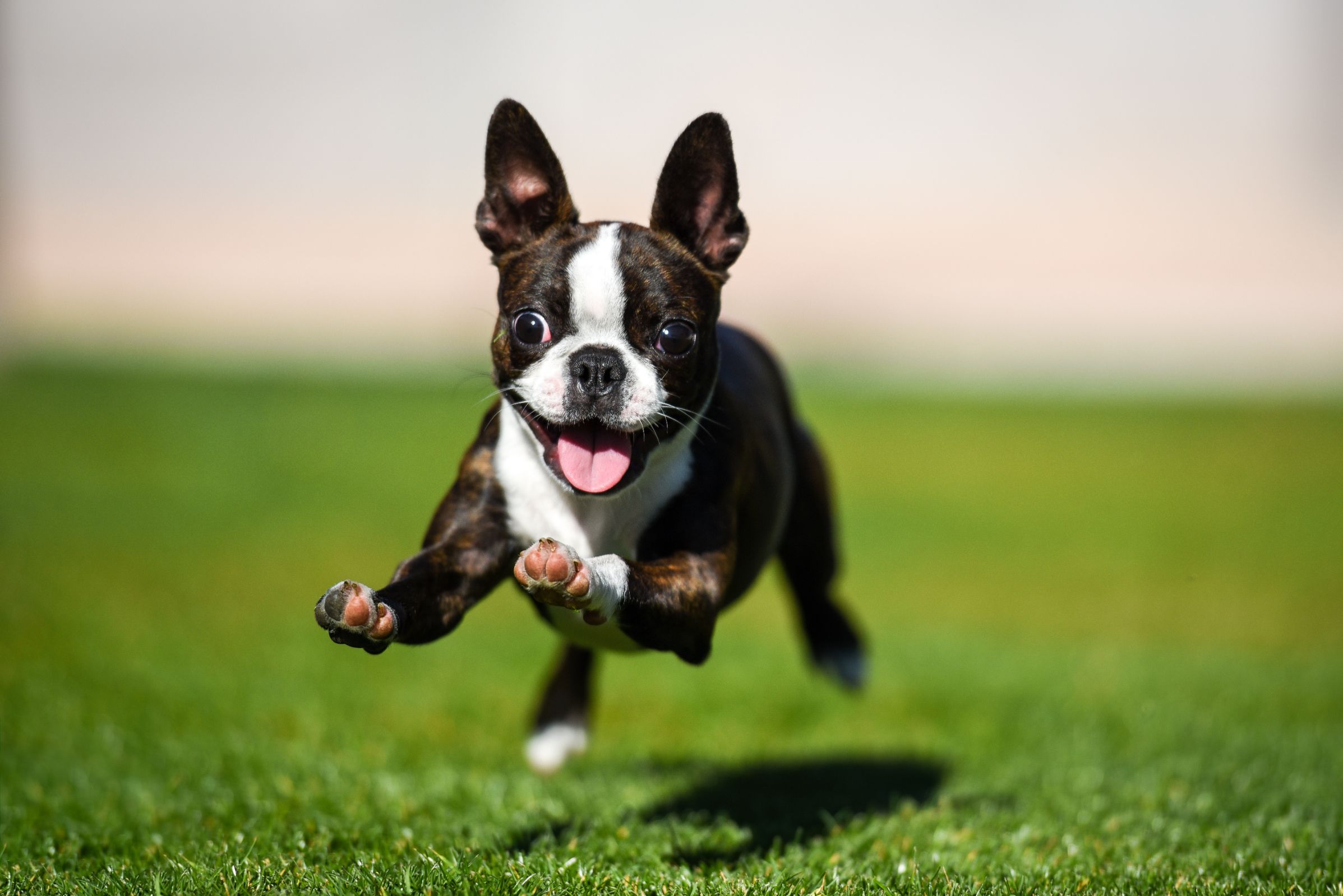 A cute frenchie dog running on grass after getting microchipping in Chastain Park and Sandy Springs, GA.