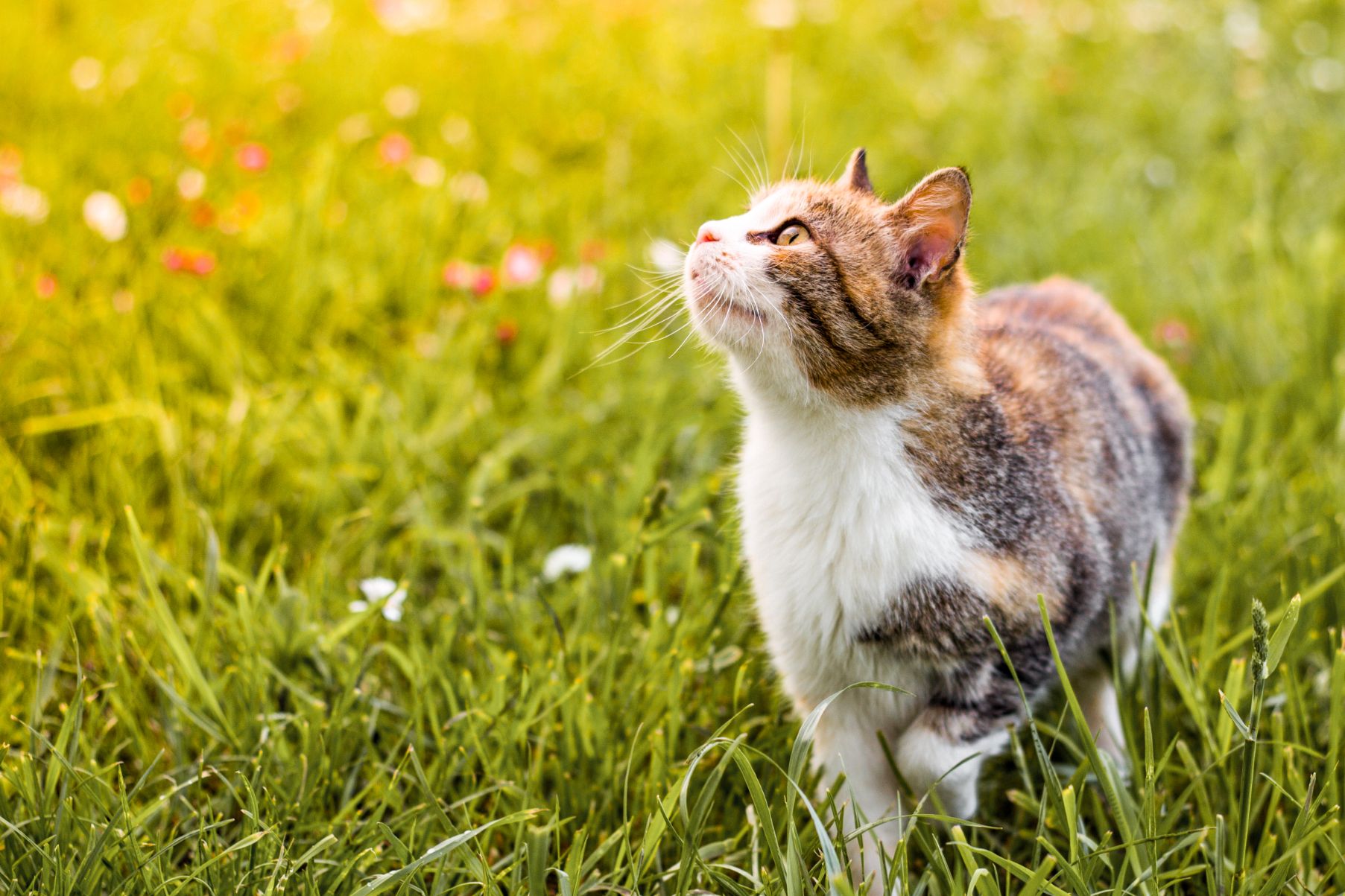 Cat Field Cat Field